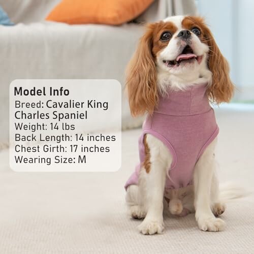 Cavalier King Charles Spaniel sitting with model info displayed.