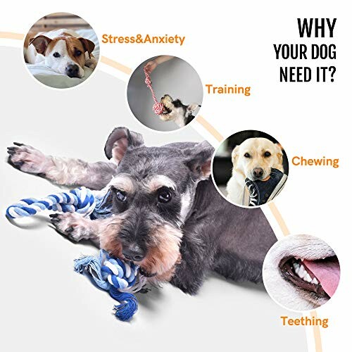 Dog with a chew toy, highlighting the benefits of the Fida Dog Rope Toys for stress, training, chewing, and teething!