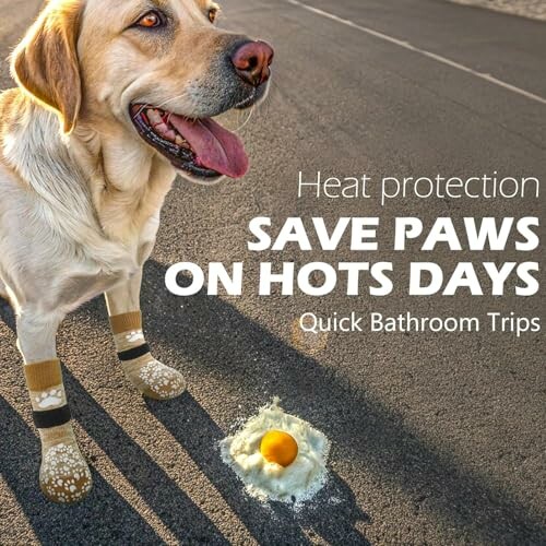 Dog wearing paw protectors on hot pavement with fried egg.