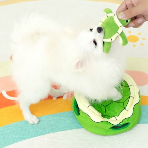 Fluffy white dog playing with a green turtle toy.