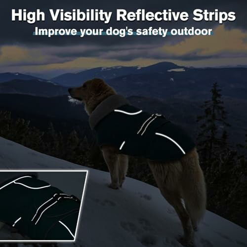 Dog wearing reflective jacket at night in mountains