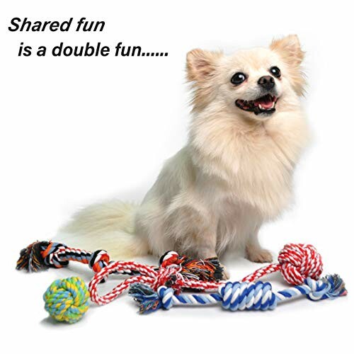 A small dog sitting beside colorful rope toys, highlighting the Fida Dog Rope Toys' durability and sturdiness!