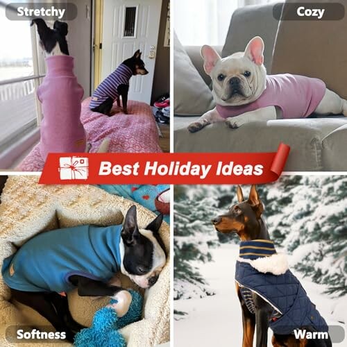 Four dogs in various cozy outfits labeled as stretchy, cozy, softness, and warm.